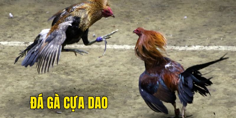 Đá gà cựa dao philippines: Từ lễ hội đến cá cược.